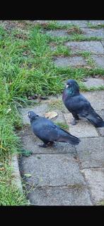 Takla duiven in verschillende kleuren, Dieren en Toebehoren, Vogels | Duiven, Meerdere dieren, Postduif