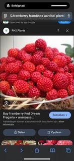 Framboos aardbei, Tuin en Terras, Planten | Tuinplanten, Ophalen of Verzenden, Zomer, Volle zon