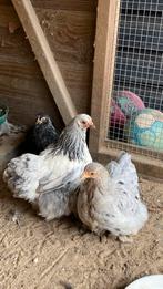 3 jonge cochin krielhennen, Vrouwelijk, Kip