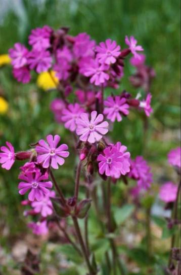 zaden dagkoekoeksbloem, Silene dioica beschikbaar voor biedingen
