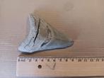 Megalodon Lee creek haai haaientand fossiel 3, Verzenden, Fossiel