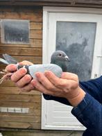 Postduiven, Dieren en Toebehoren, Meerdere dieren, Postduif