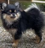 Mooie pomchi pups voor huisje for ever 🥰, Parvo, Nederland, Overige rassen, 8 tot 15 weken