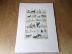 Oude Honden Afbeelding - Poster in Passepartout, Ophalen of Verzenden, Zo goed als nieuw, Hond of Kat