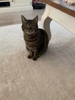 Kattenoppas in Rotterdam, Dieren en Toebehoren, Katten-accessoires, Ophalen of Verzenden, Zo goed als nieuw