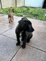 🐶 Laatste Staff Malinois Pups! Gaat snel dit weekend 🐶, Dieren en Toebehoren, Honden | Niet-rashonden, Meerdere, Meerdere dieren