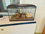 Aquarium terrarium, Dieren en Toebehoren, Ophalen, Gebruikt, Terrarium of Paludarium