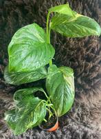 Monstera Lechleriana Variegata #1, Overige soorten, Minder dan 100 cm, Groene kamerplant, Halfschaduw