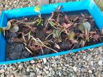 Zeer mooi grote waterlelies te koop., Tuin en Terras, Vijvers, Ophalen, Nieuw