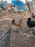Araucana, Meerdere dieren, Kip