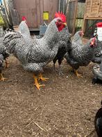 Amrock haan groot, Dieren en Toebehoren, Mannelijk, Kip