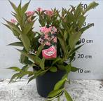 Weigela florida 'All Summer Peach', Volle zon, Vaste plant, Zomer, Ophalen