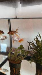 Aquarium met 2 goudvissen, Vis, Zoetwatervis