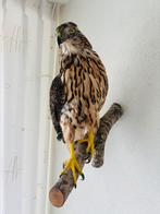Opgezette juveniele havik, Verzamelen, Ophalen of Verzenden, Nieuw, Vogel, Opgezet dier