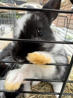 Lieve baby konijntjes te koop, Dieren en Toebehoren, Meerdere dieren, Dwerg, Hangoor