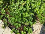Aardbeienplantjes, Ophalen, Volle zon, Zomer, Groenteplanten