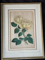 1892 J Andrews Botanisch Lithografie schilderij  Roos, Antiek en Kunst, Ophalen of Verzenden