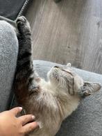 Kat zoekt warm huisje met tuin, Dieren en Toebehoren, Katten en Kittens | Raskatten | Korthaar, Poes, Gechipt, 3 tot 5 jaar