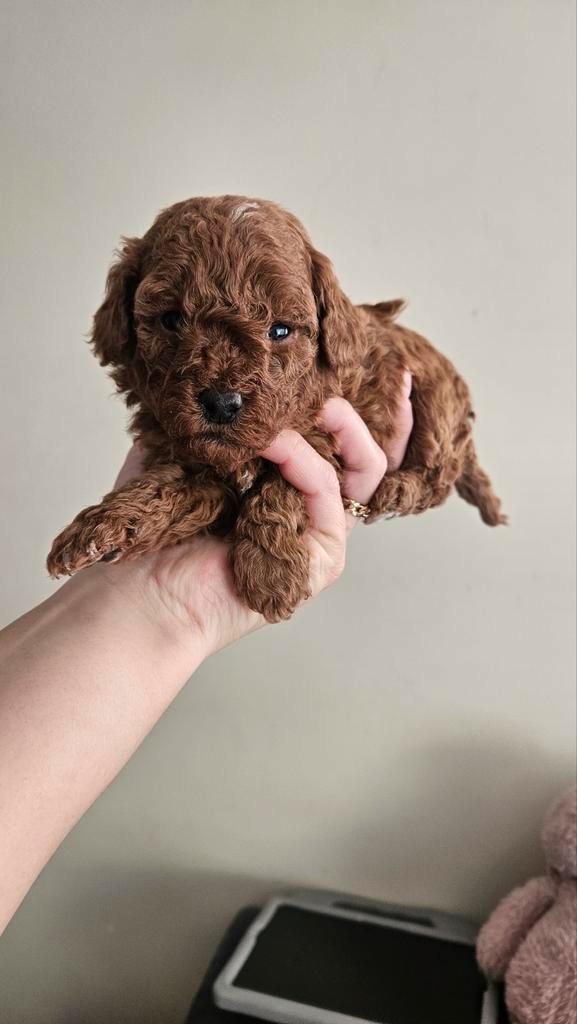 Toy Poedel, Dieren en Toebehoren, Honden | Chihuahua's en Gezelschapshonden, Meerdere dieren, Poedel, Particulier, Meerdere, Nederland