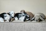 Super lief nestje dwerg hangoor konijnen, volledig ingeënt., Meerdere dieren, Dwerg, Hangoor, 0 tot 2 jaar