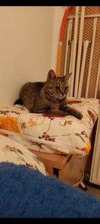 Poes, Dieren en Toebehoren, Katten en Kittens | Overige Katten, Poes, Kortharig, 0 tot 2 jaar