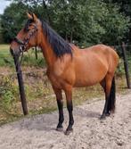 12jarige merrie, Dieren en Toebehoren, Paarden, Merrie, Niet van toepassing, Gechipt, 11 jaar of ouder