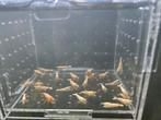 Kweekgroepje snow white caridina garnalen (27x), Dieren en Toebehoren, Kreeft, Krab of Garnaal