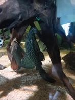 L330 watermelon pleco, Dieren en Toebehoren, Vis