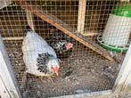 Gratis 2 kippen (Wyandotte), Dieren en Toebehoren, Pluimvee, Vrouwelijk, Kip