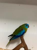 Turqoisine parkieten, Meerdere dieren