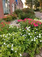 Mirabilis Jalapa / nachtschoon zaad, Ophalen of Verzenden, Zomer, Overige soorten, Volle zon