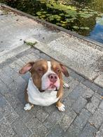 American  Bully xl, Rabiës (hondsdolheid), Eén hond, 3 tot 5 jaar, Nederland