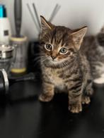 Kittens (zie beschrijving), Dieren en Toebehoren, Katten en Kittens | Raskatten | Korthaar, Meerdere dieren, 0 tot 2 jaar