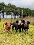 Gezocht dekbeer voor husumer/berkshire zeug, Mannelijk