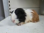 Sheltie cavia beertje, Dieren en Toebehoren, Cavia, Mannelijk, Juli, Tam