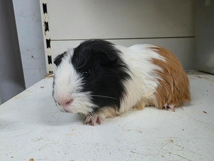 Sheltie cavia beertje, Dieren en Toebehoren, Knaagdieren, Mannelijk, Cavia, Juli, Tam