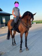 Te koop: prachtige D pony, Dieren en Toebehoren, Pony's, Merrie, Gechipt, Dressuurpony, L