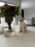 Birtse korthaar poes silver shaded ter overname, Dieren en Toebehoren, Katten en Kittens | Raskatten | Langhaar, Poes, Gechipt