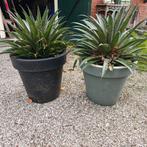 Mangave / Agave, Ophalen, Bloeit niet, Overige soorten, Volle zon