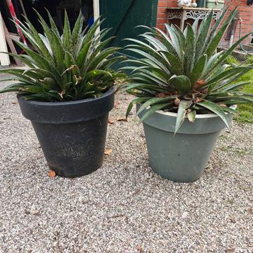 Mangave / Agave  beschikbaar voor biedingen