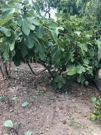 Vijgenboom., Tuin en Terras, Planten | Bomen, Ophalen of Verzenden, Zomer, Volle zon, Overige soorten