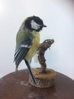 opgezette vogel  dier taxidermy  koolmees, Verzenden, Gebruikt, Vogel, Opgezet dier