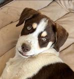 Snickers zoekt een baasje, Dieren en Toebehoren, Honden | Niet-rashonden, Rabiës (hondsdolheid), 15 weken tot 1 jaar, Buitenland