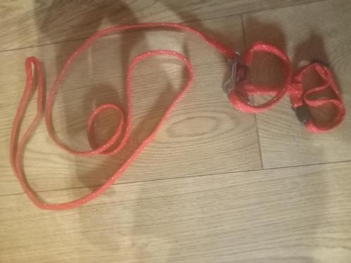 kittentuigje klein katten tuigje rood, Dieren en Toebehoren, Katten en Kittens | Overige Katten, Meerdere dieren, 0 tot 2 jaar