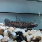 Betta persephone, Dieren en Toebehoren, Meerdere dieren, Kip