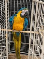 Blauw gele Ara man 3 jaar met DNA, Dieren en Toebehoren, Vogels | Parkieten en Papegaaien, Papegaai, Mannelijk, Geringd