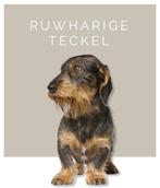 Ruwhaar dwergteckel 1 jaar (herplaatser), Dieren en Toebehoren, CDV (hondenziekte), 1 tot 2 jaar, Teef, Dwerg