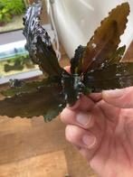 Bucephalandra Super blue, Ophalen of Verzenden, Nieuw, Plant(en), Steen of Hout