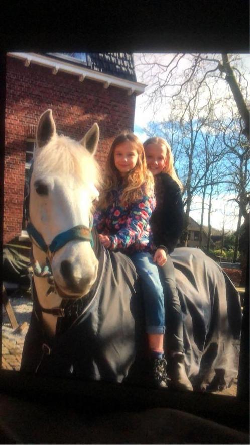 Lieve witte D pony te koop, Dieren en Toebehoren, Pony's, Merrie, D pony (1.37m tot 1.48m), Recreatiepony, 11 jaar of ouder, Met stamboom