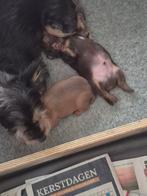 Chorkie, Dieren en Toebehoren, Yorkshire Terriër, Reu, Meerdere, Nederland